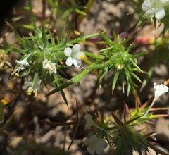 Navarretia intertexta