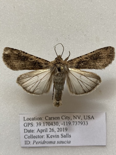 Variegated Cutworm Moth photo 4