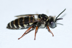 Triepeolus pectoralis