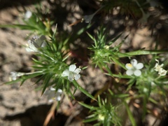 Navarretia intertexta