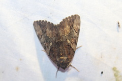 Catocala muliercula