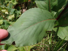 Solidago arguta arguta