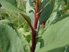 Solidago arguta arguta