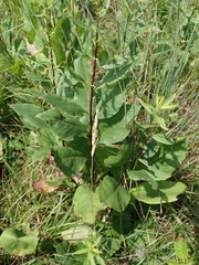 Solidago arguta arguta