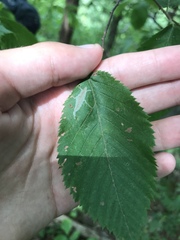 Caloptilia ostryaeella