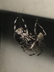 Araneidae