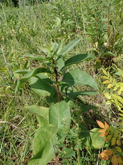 Solidago arguta arguta
