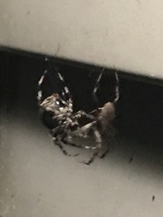 Araneidae