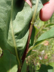 Solidago arguta arguta