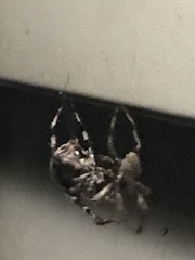 Araneidae