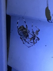 Araneidae