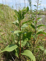 Solidago arguta arguta