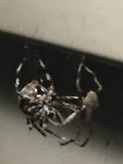Araneidae