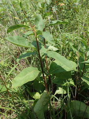 Solidago arguta arguta
