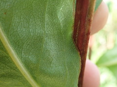Solidago arguta arguta