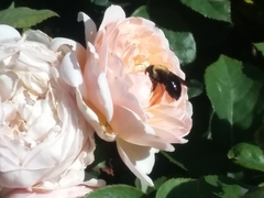Xylocopa virginica