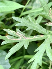 Liriomyza ptarmicae