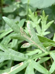 Liriomyza ptarmicae