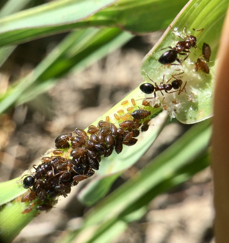 iNaturalist observation photo of Wood, Mound, and Field Ants