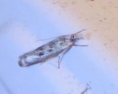 Microcrambus minor