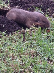 Cratogeomys merriami