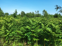 Pteridium latiusculum japonicum