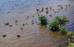 Branta canadensis