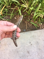 Elgaria multicarinata