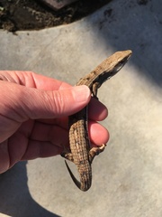 Elgaria multicarinata