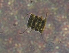 Scenedesmaceae