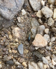 Agonum extensicolle