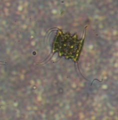Scenedesmaceae