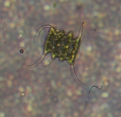 Scenedesmaceae
