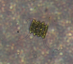 Scenedesmaceae