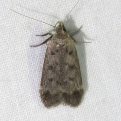 Anacampsis innocuella