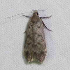 Anacampsis innocuella