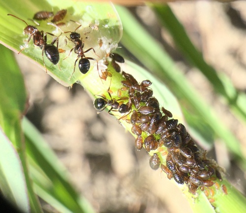 iNaturalist observation photo of Goatsbeard Aphid