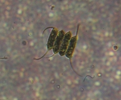 Scenedesmaceae