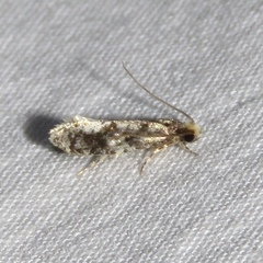 Nemapogon variatella