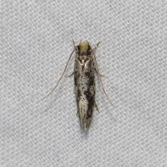 Nemapogon variatella