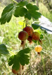 Ribes inerme