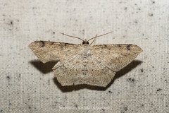 Probithia exclusa