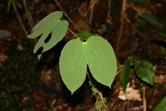 Bauhinieae