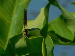 Limenitis archippus