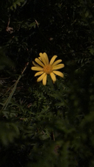 Euryops pectinatus