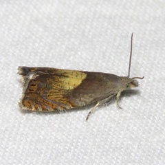 Dichrorampha bittana