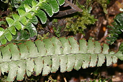 Lindsaea