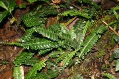 Lindsaea