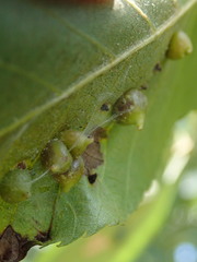 Caryomyia conoidea