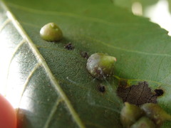 Caryomyia conoidea